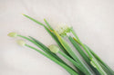 Scallions from HER Produce