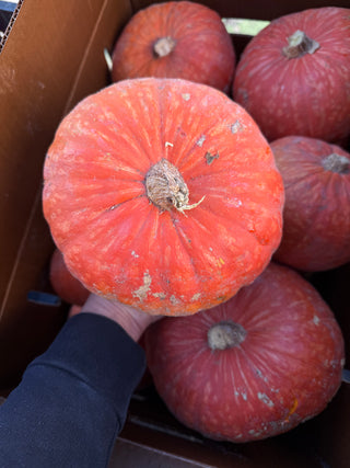 Organic Sunshine Squash from Garden Of - 1 unit