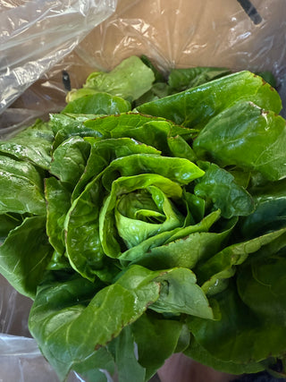 Organic Spretnak Lettuce from Apricot Lane Farms 1 unit organic biodynamic