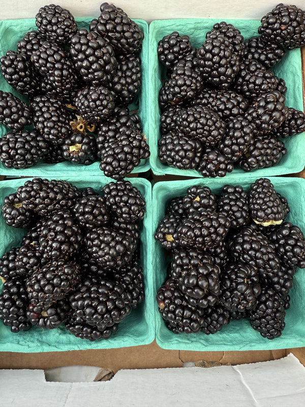 Blackberries from Tamai Family Farms - 2 half pints