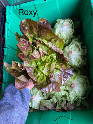 Organic Roxy Buttered Lettuce from Apricot Lane Farms Certified Organic and Biodynamic