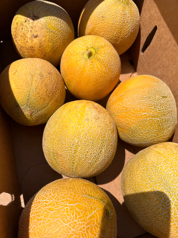 Arava Melon from Weiser Family Farms