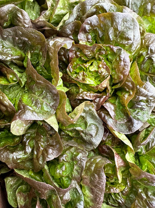 Organic French Butter Lettuce from Garden Of