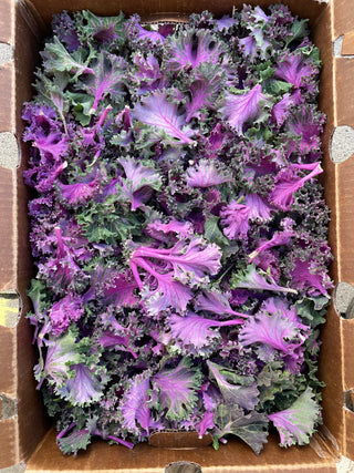 Organic Chidori Kale - Certified Organic from Garden Of