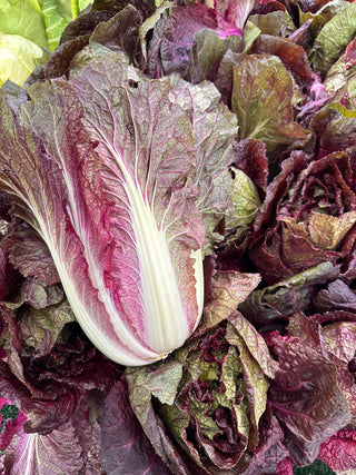 Purple Napa Cabbage from Weiser Family Farms - 1 unit