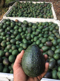 Organic Avocados from Frecker Farms - 2lbs