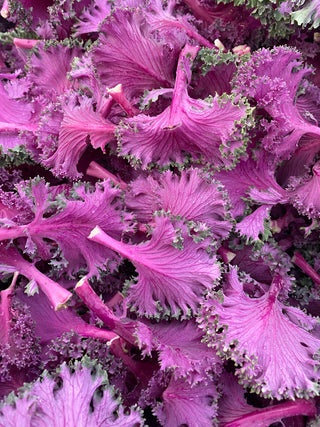 Organic Chidori Kale - Certified Organic from Garden Of