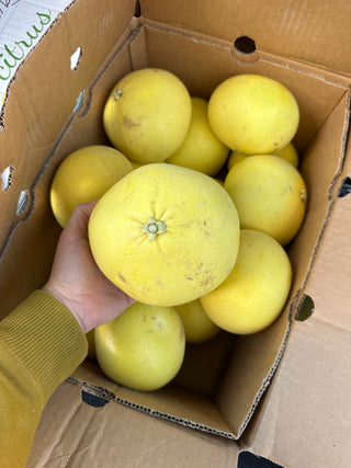 Tahitian Pomelo from Murray Family Farms 1 unit